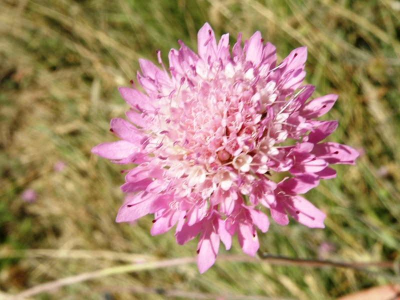 Dipsacaceae 1 - Knautia sp.