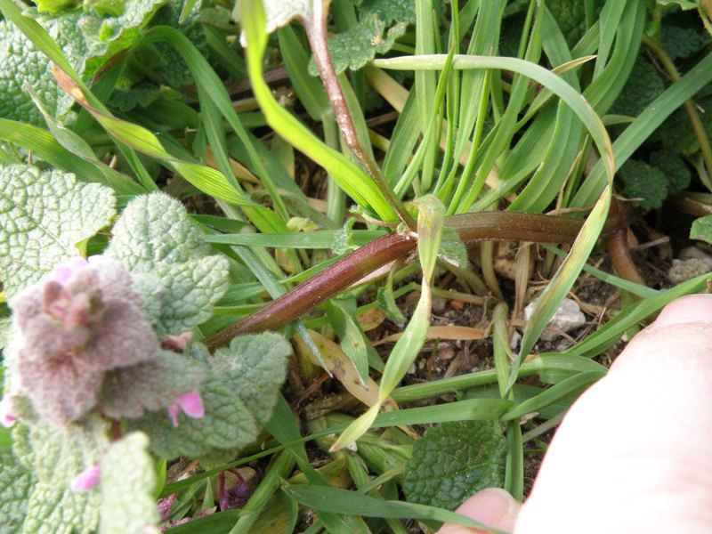 Lamium purpureum / Falsa-Ortica purpurea
