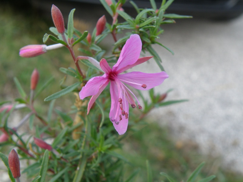 Chamaenerion dodonaei (ex Epilobium dodonaei) / Garofanino di Dodonaeus