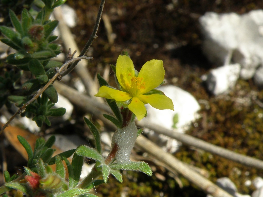 Fumana thymifolia / Fumana a foglie di Timo