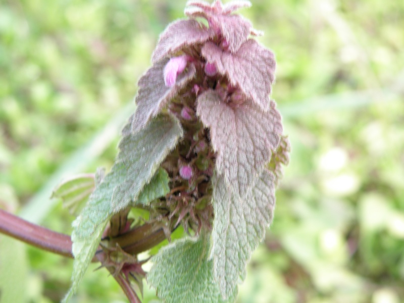 Lamium purpureum / Falsa-Ortica purpurea