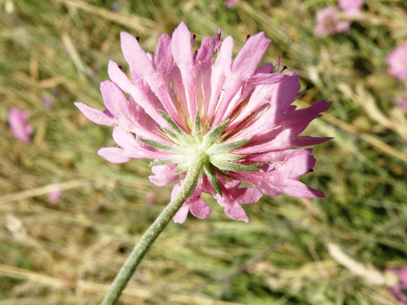 Dipsacaceae 1 - Knautia sp.
