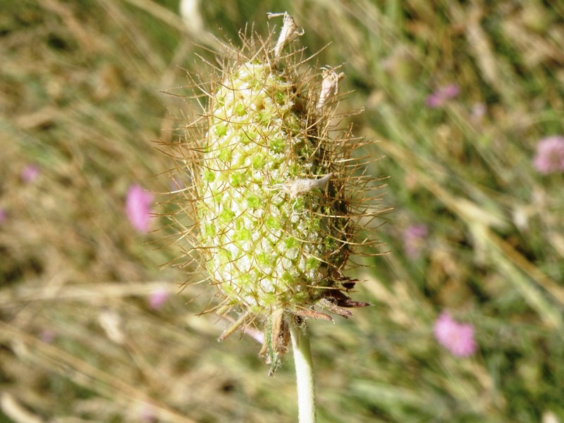 Dipsacaceae 1 - Knautia sp.