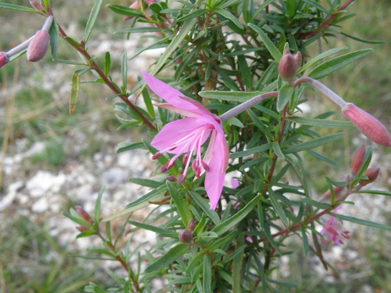 Chamaenerion dodonaei (ex Epilobium dodonaei) / Garofanino di Dodonaeus
