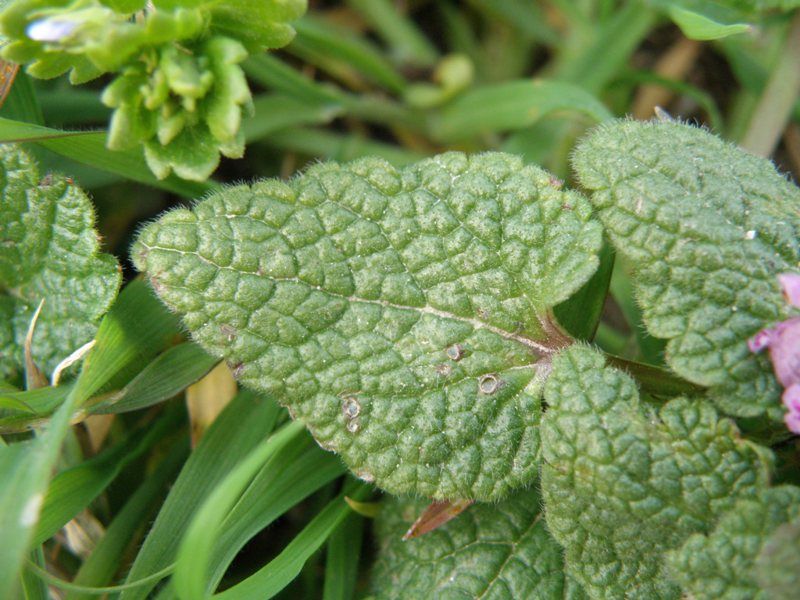 Lamium purpureum / Falsa-Ortica purpurea