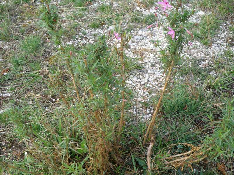 Chamaenerion dodonaei (ex Epilobium dodonaei) / Garofanino di Dodonaeus