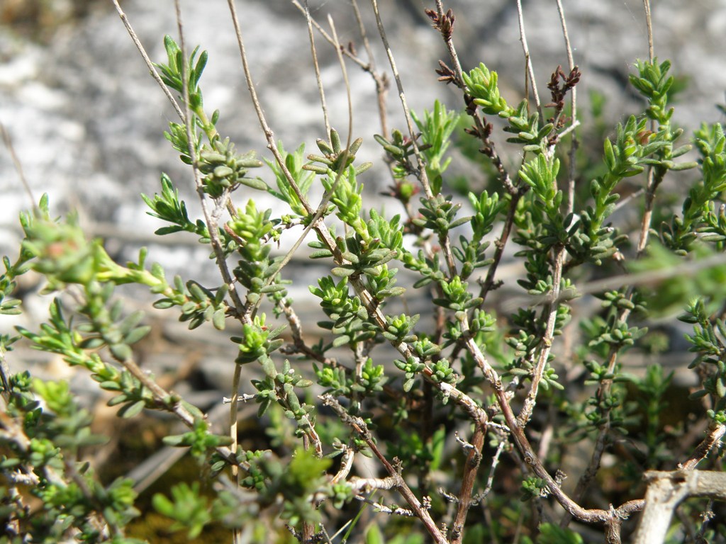 Fumana thymifolia / Fumana a foglie di Timo