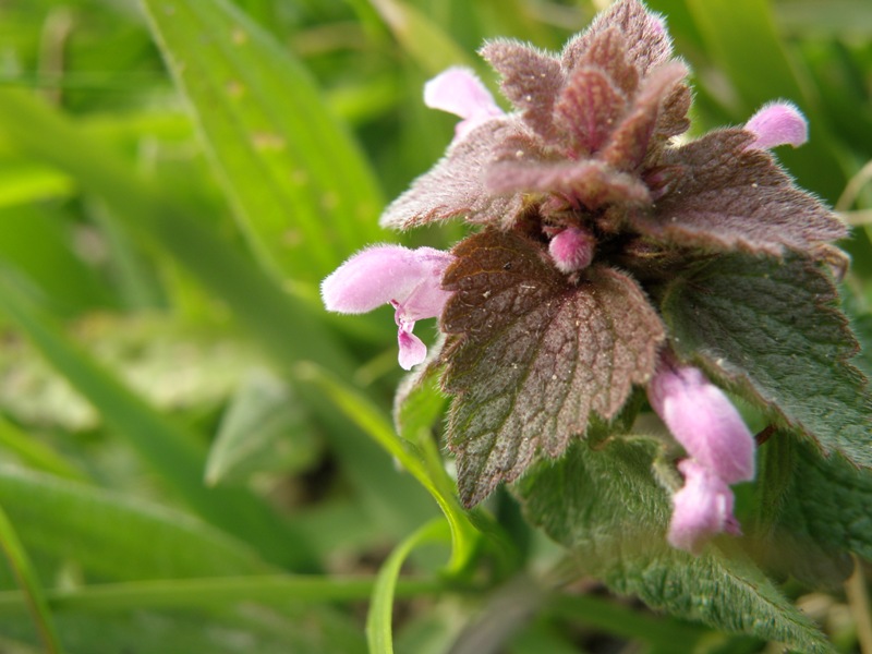 Lamium purpureum / Falsa-Ortica purpurea