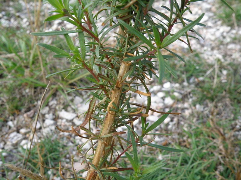 Chamaenerion dodonaei (ex Epilobium dodonaei) / Garofanino di Dodonaeus