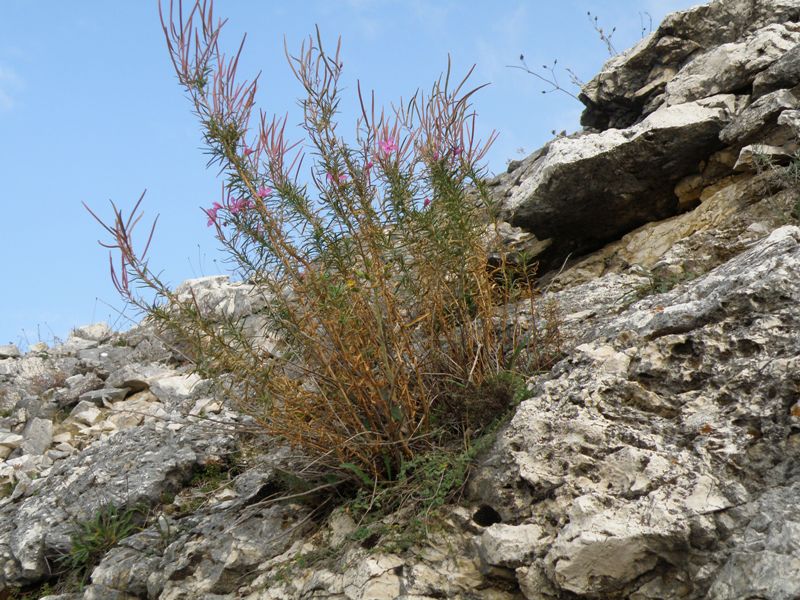 Chamaenerion dodonaei (ex Epilobium dodonaei) / Garofanino di Dodonaeus