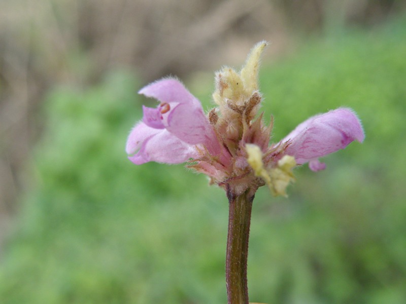 Lamium purpureum / Falsa-Ortica purpurea