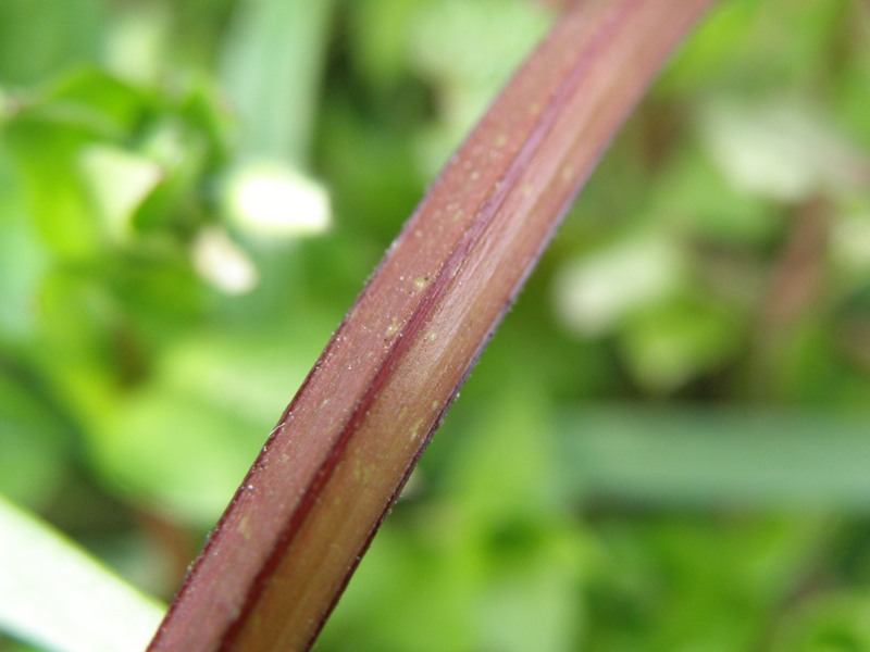 Lamium purpureum / Falsa-Ortica purpurea
