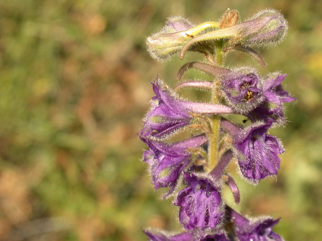 Delphinium halteratum