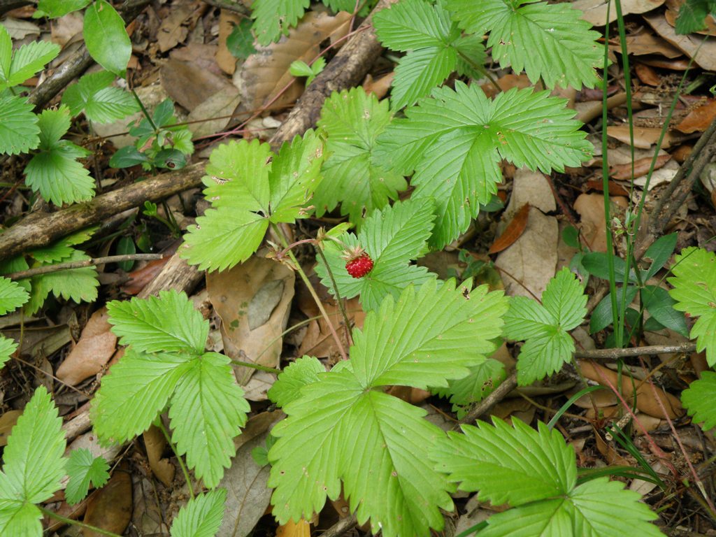 Fragola ...Fragaria vesca
