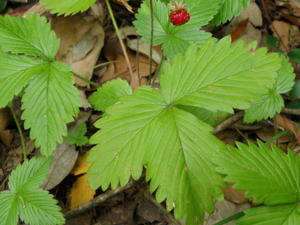 Fragola ...Fragaria vesca