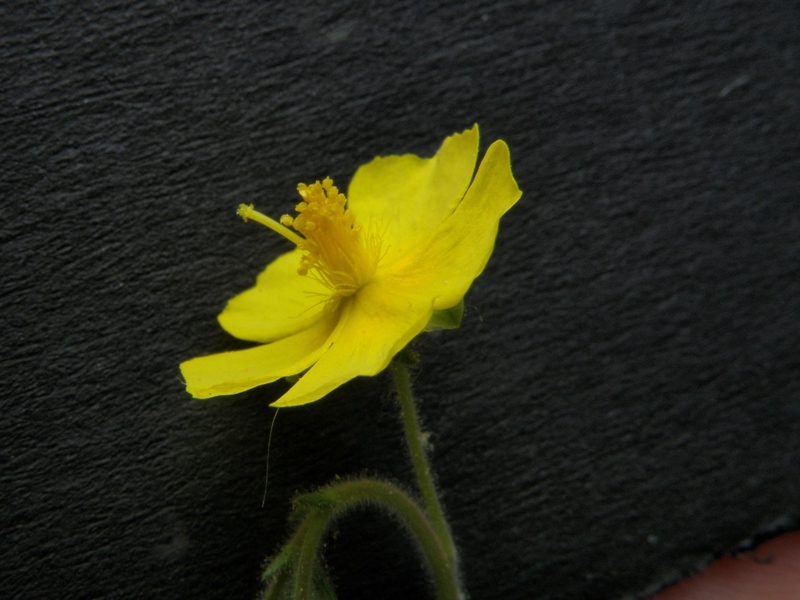 Fumana thymifolia