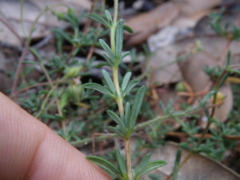 Fumana thymifolia