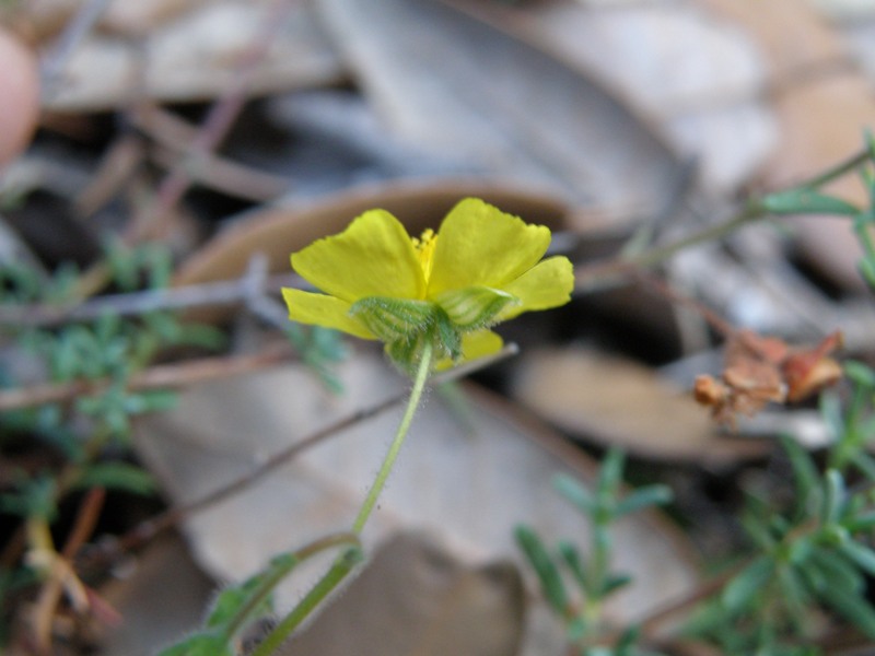 Fumana thymifolia