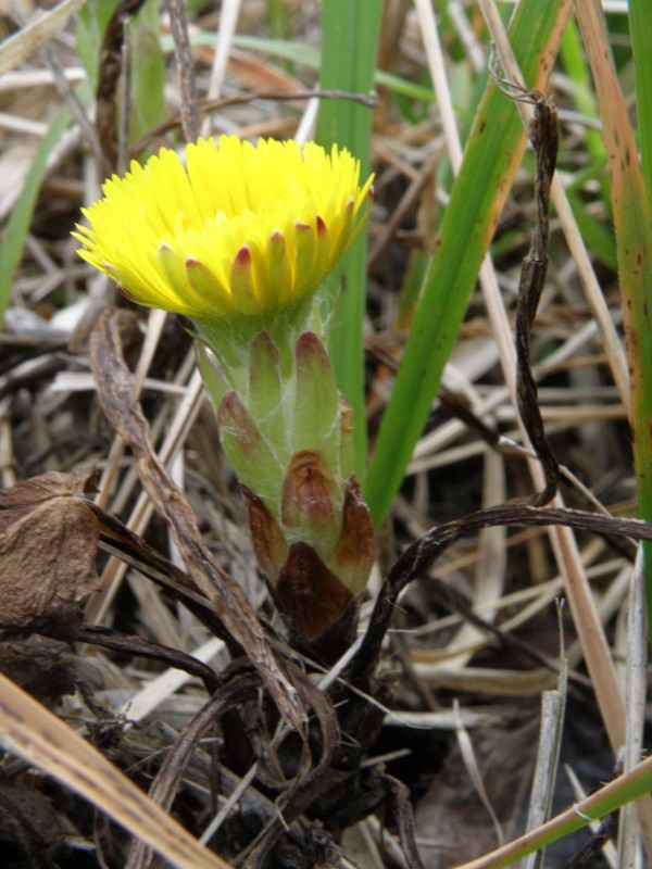 Tussilago farfara / Tossilaggine comune
