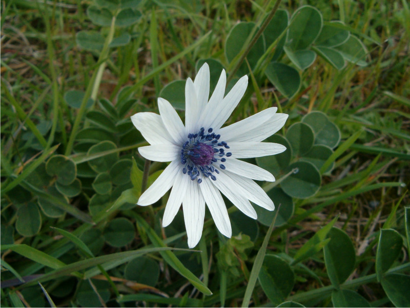 Fiori bianchi - Anemone hortensis