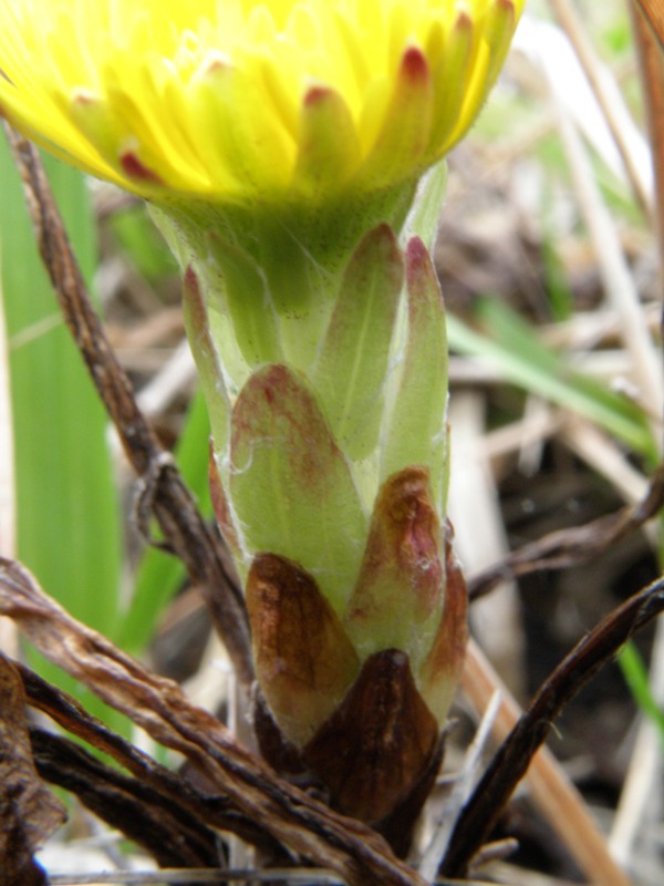 Tussilago farfara / Tossilaggine comune