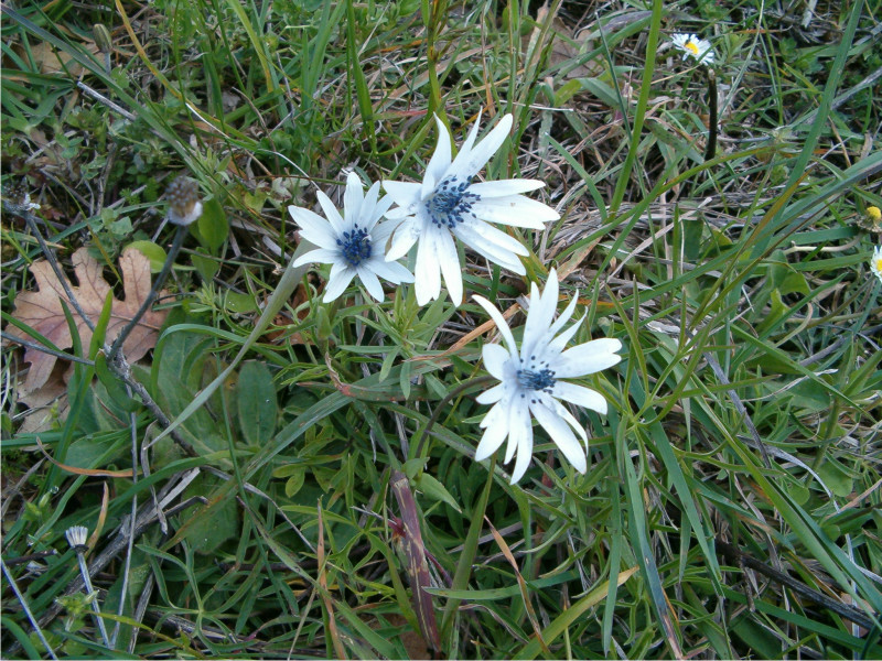 Fiori bianchi - Anemone hortensis