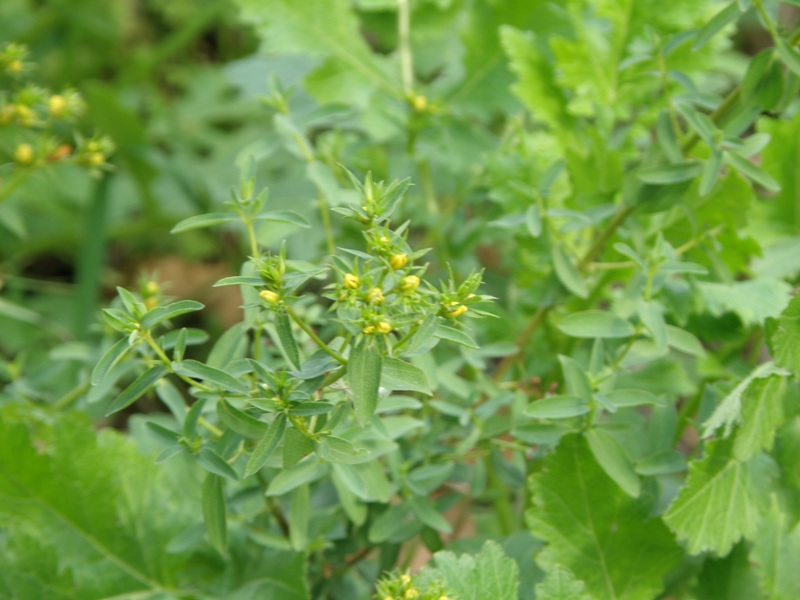 Hypericum perforartum