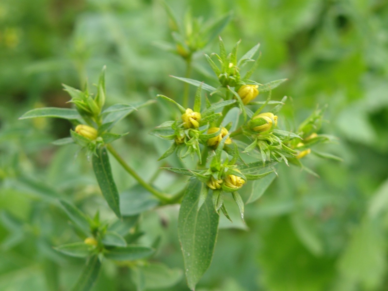 Hypericum perforartum