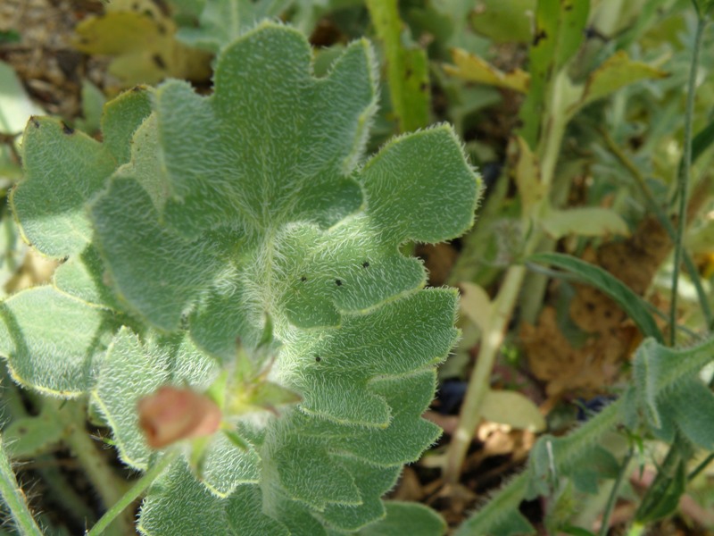 Glaucium flavum / Papavero cornuto