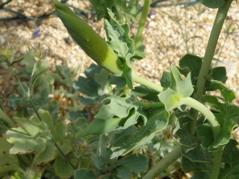 Glaucium flavum / Papavero cornuto