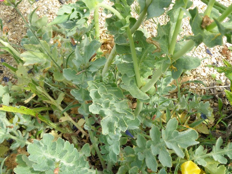 Glaucium flavum / Papavero cornuto