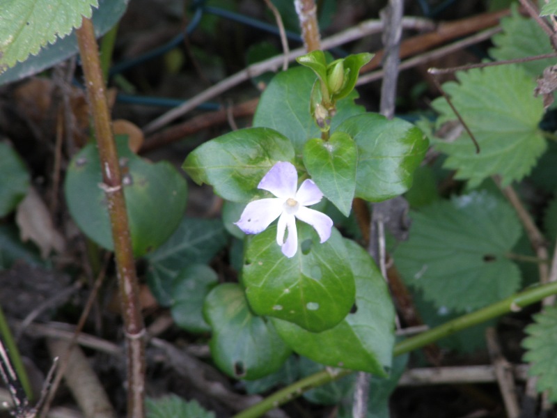 Vinca major