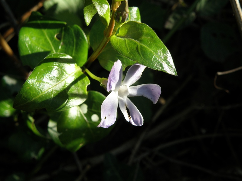 Vinca major
