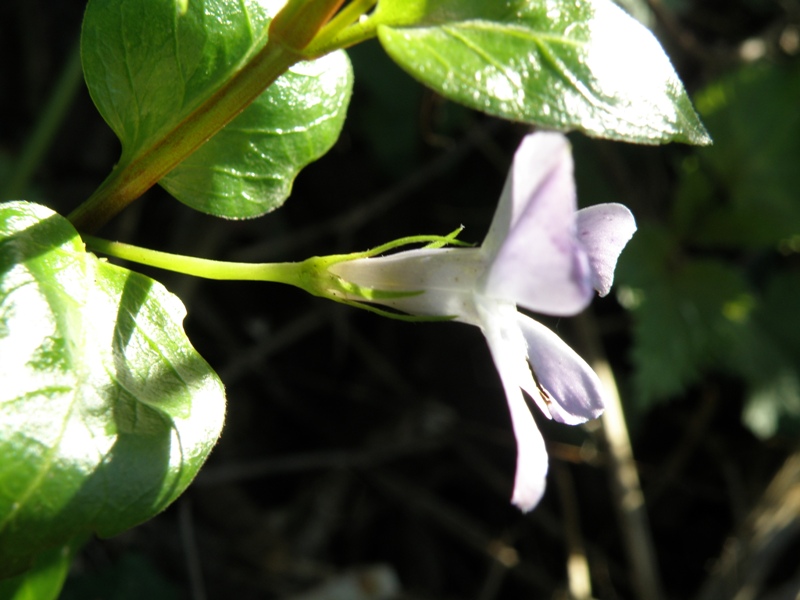 Vinca major