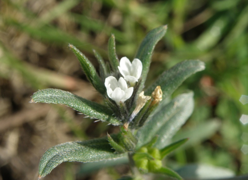 Buglossoides arvensis / Erba-perla minore