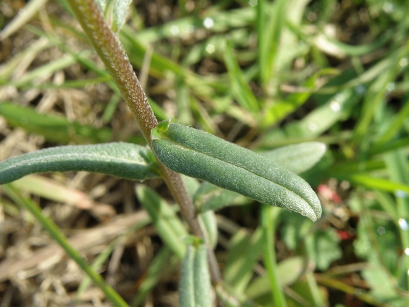 Buglossoides arvensis / Erba-perla minore