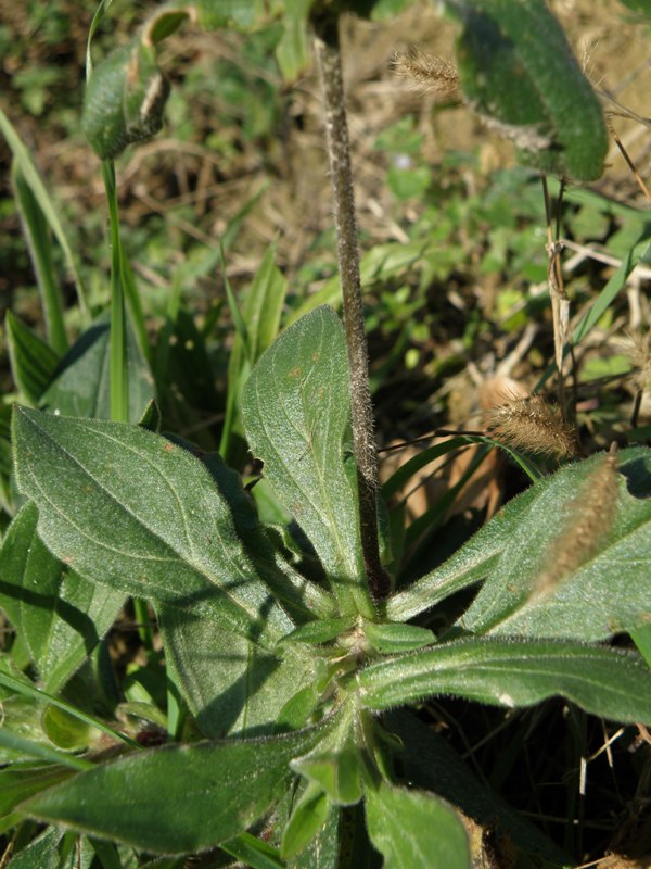 Buglossoides arvensis / Erba-perla minore