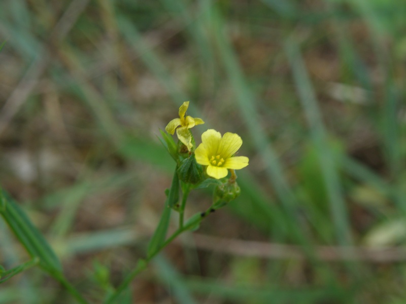 Linum strictum / Lino minore