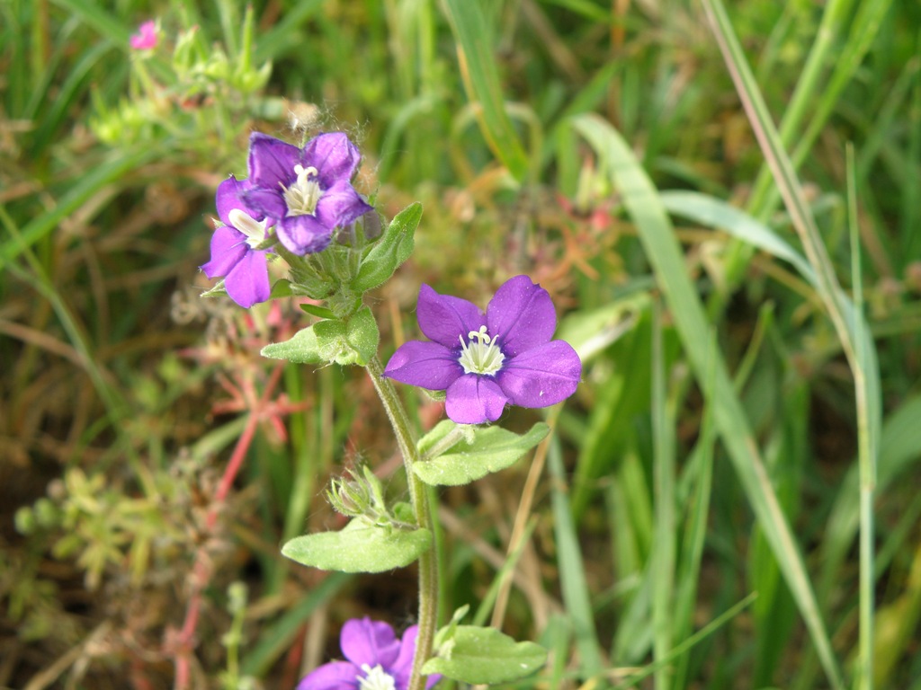 Legousia speculum-veneris