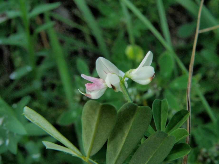 Securigera varia