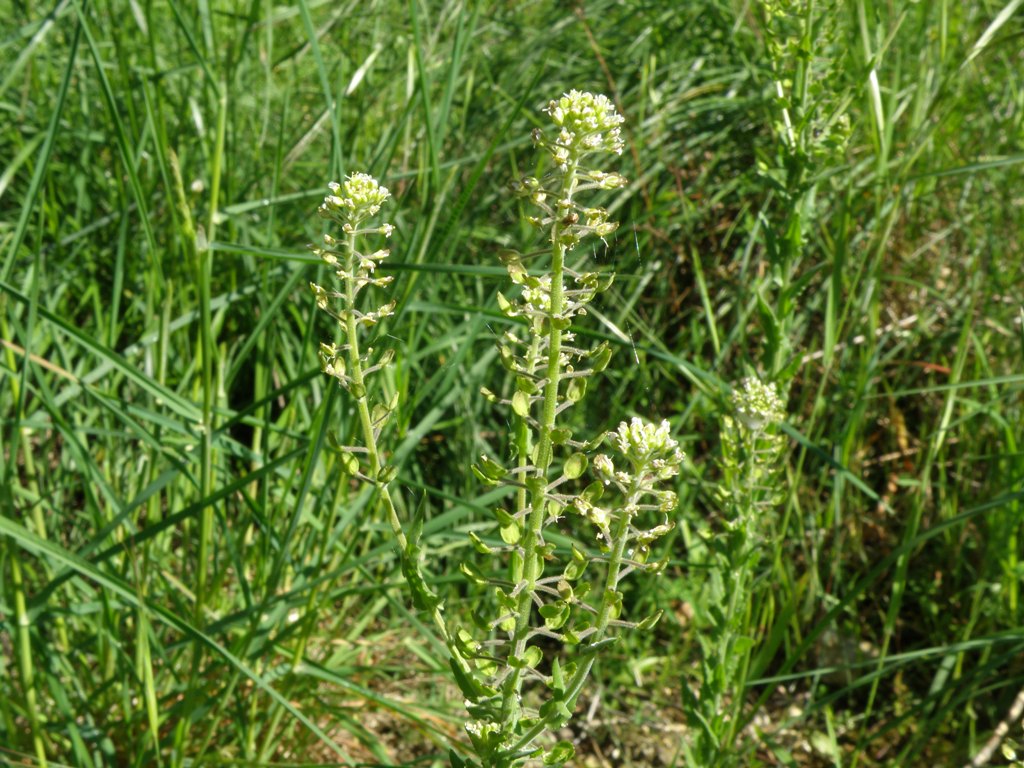 Lepidium campestre.