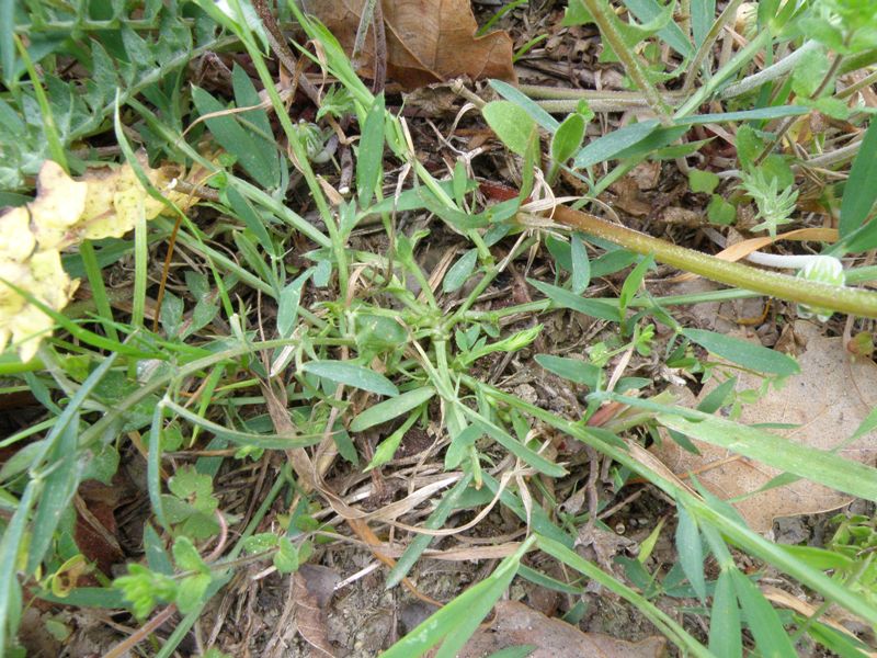 Leguminosa ? - Lathyrus cicera