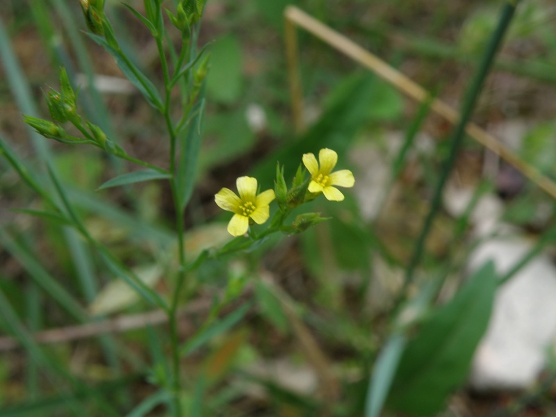Linum strictum / Lino minore