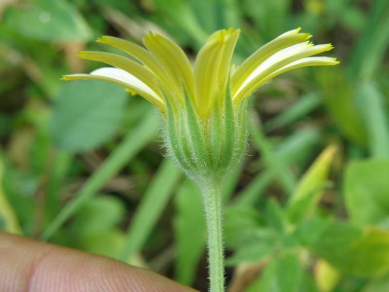 Composita da determinare -  Calendula sp.