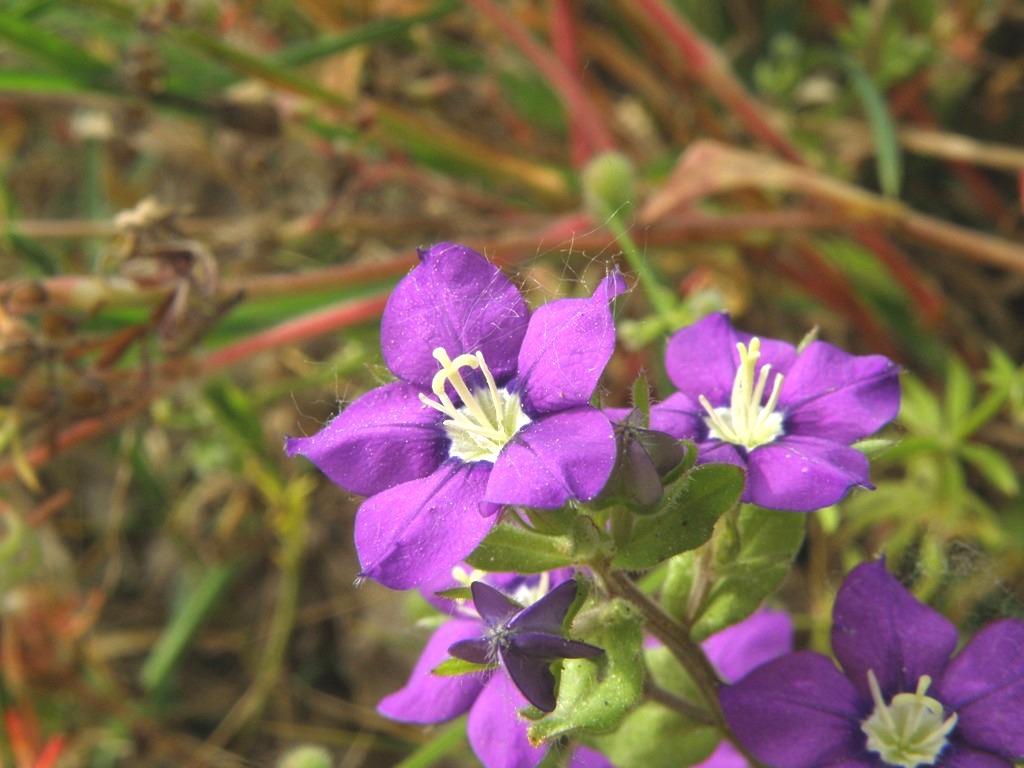 Legousia speculum-veneris