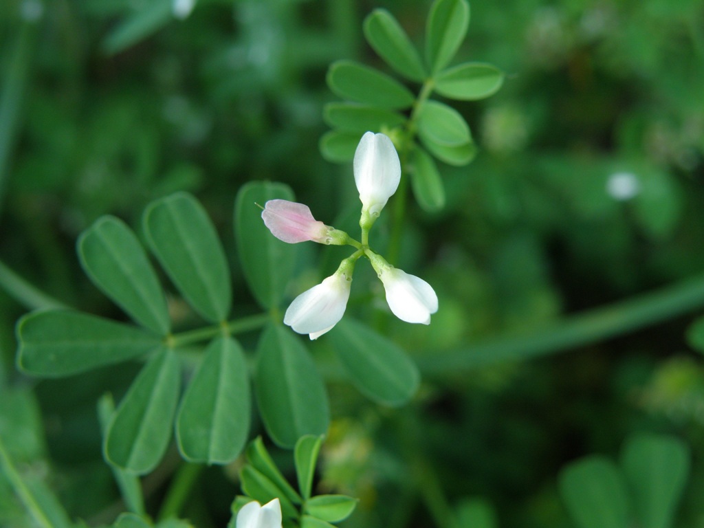 Securigera varia