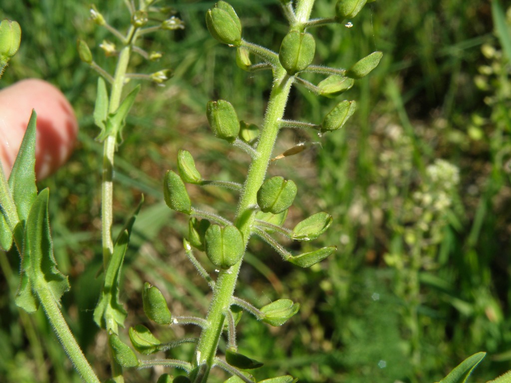 Lepidium campestre.