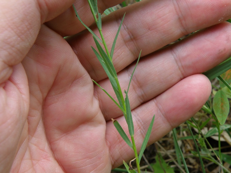 Linum strictum / Lino minore