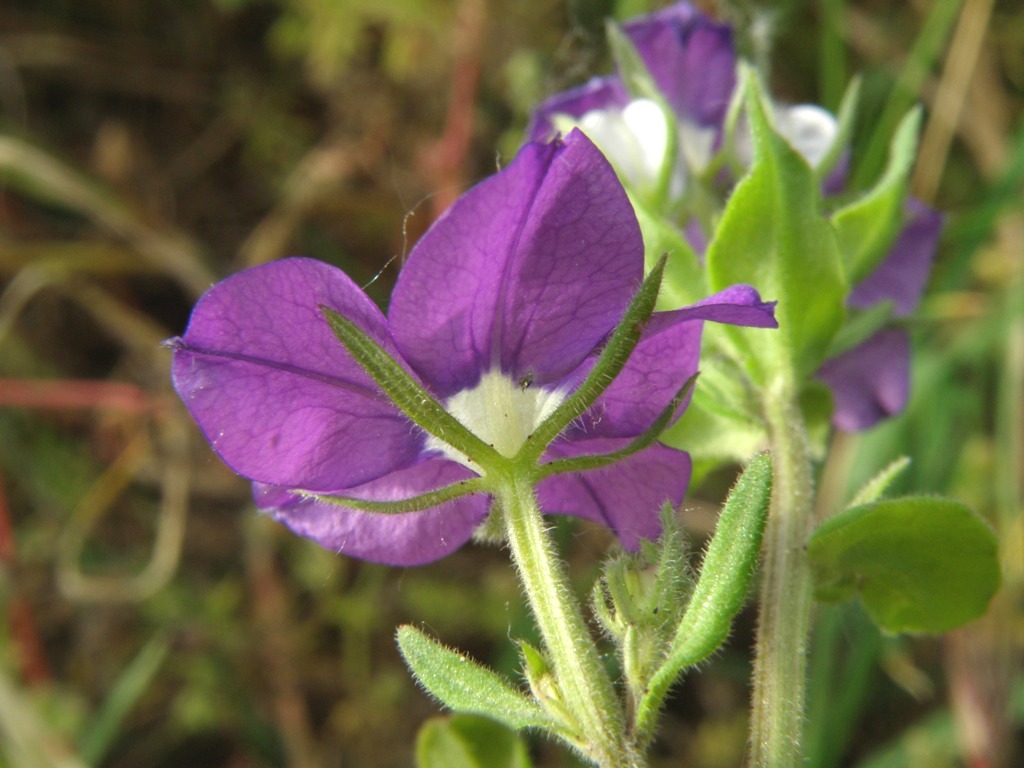 Legousia speculum-veneris