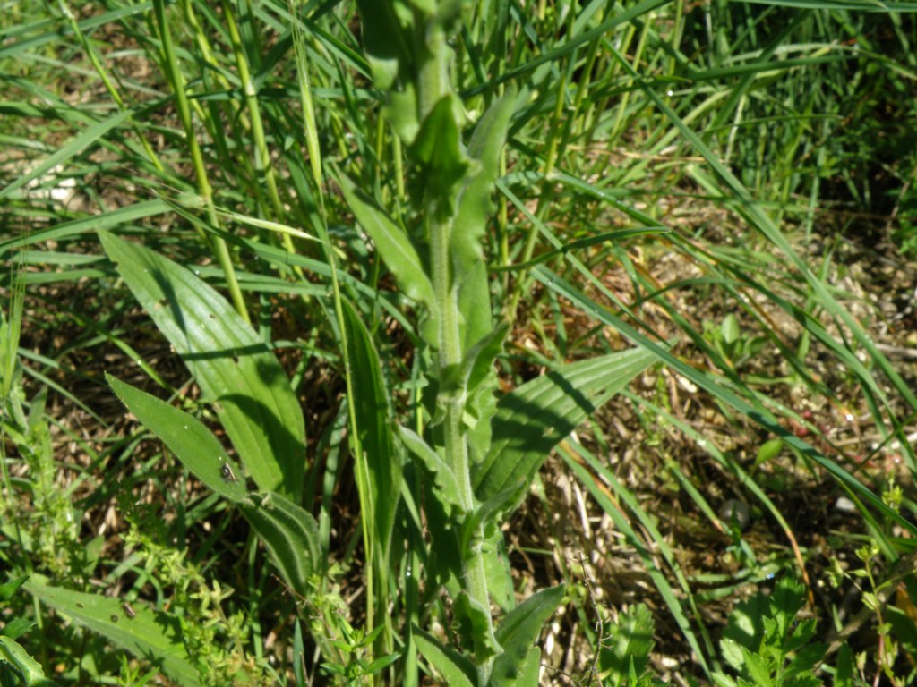Lepidium campestre.